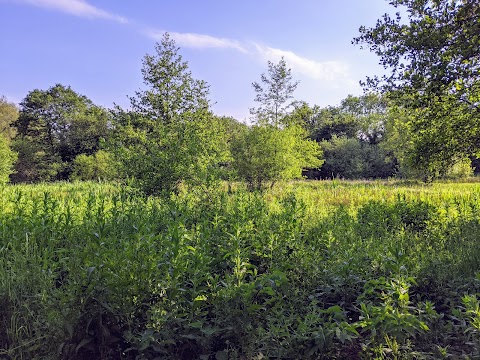 Lucy's Meadow