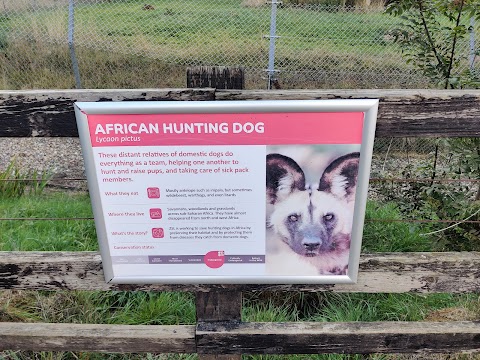 African hunting dogs