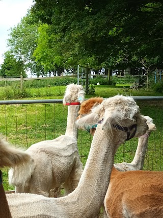 Pine Tree Alpacas