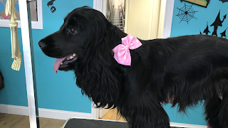 BRENTWOOD GROOMING PARLOUR