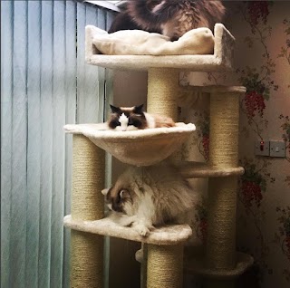 Cat Tree UK - The UK's Leading Cat Tree Retailer