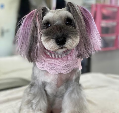 Emma Rose Pet Styling Professional Dog Groomer