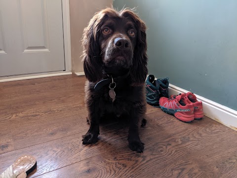 Chelsea's Pawfessional Dog Groomers