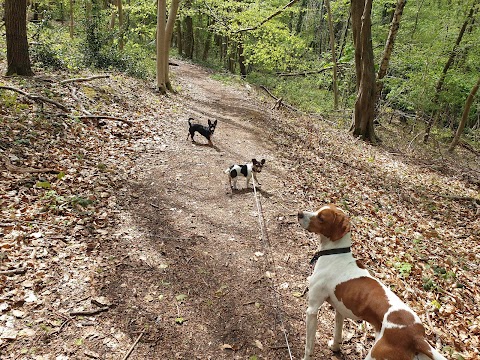 CaNine 2 Five - Dog Walking Stroud & Stonehouse