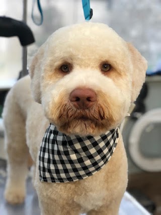 The Grooming Shed at Wonder Paws