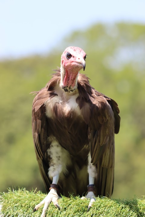 Haven Falconry Bird of Prey Centre