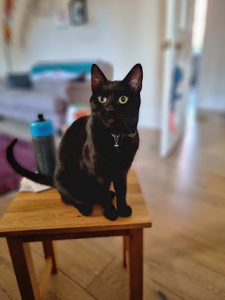 Apollo Cat Sitting Service Bristol