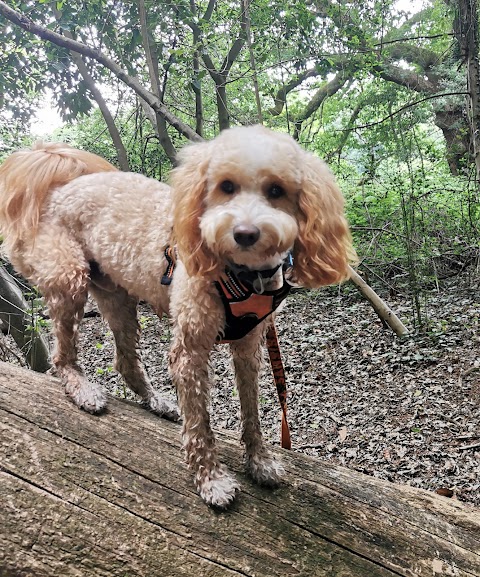 Hairy Poppins Hampshire: Dog Grooming and Day Care