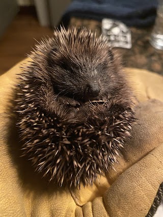 The Leicestershire Wildlife Hospital