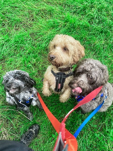 Lucy's Dog Walking | Dog Walker In Ashby-De-La-Zouch