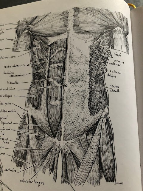 Ash Tree Structural Integration