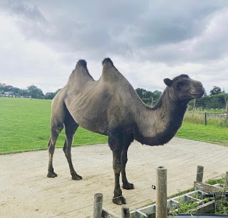 Noah's Ark Zoo Farm