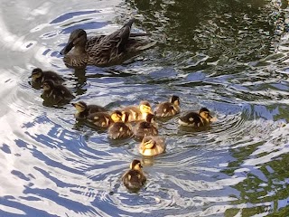 Hiltingbury Lakes