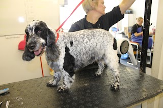 Hampshire Hounds Grooming