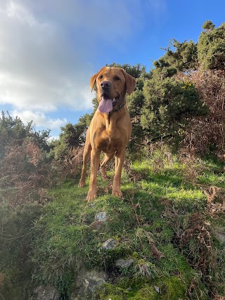 One to One Dog Walking