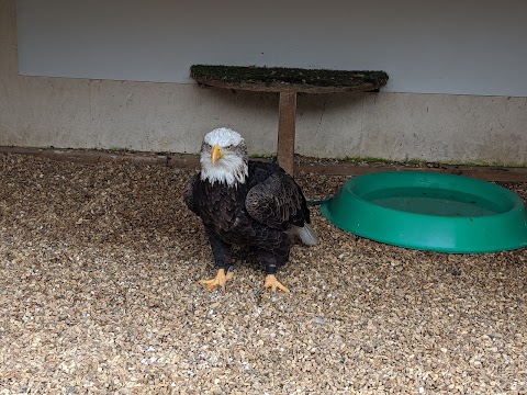 Liberty's Owl, Raptor & Reptile Centre