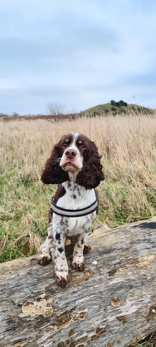 Hot Fuzz Dog Walking