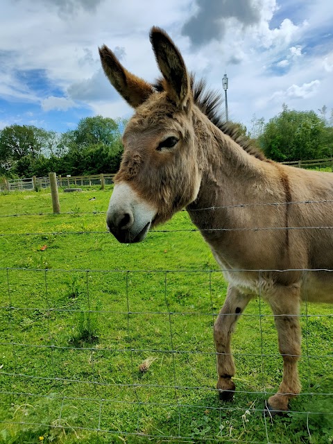 Aston Springs Farm