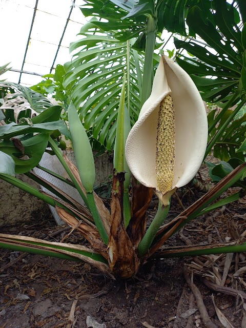 Wythenshawe Horticultural Centre