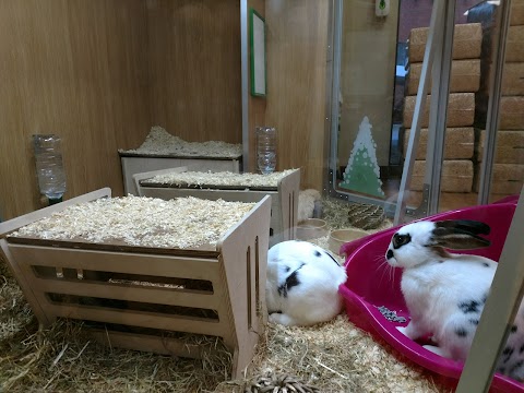 Pets at Home Epsom