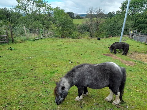 Wales Ape & Monkey Sanctuary