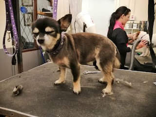 All Seasons Dog grooming