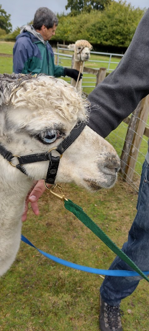 Burnt Fen Alpacas