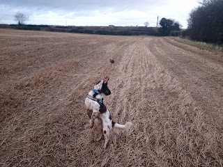 Tails And Trails Dog Walker