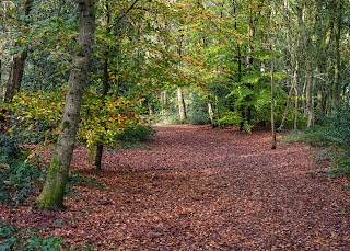 Little Budworth Country Park