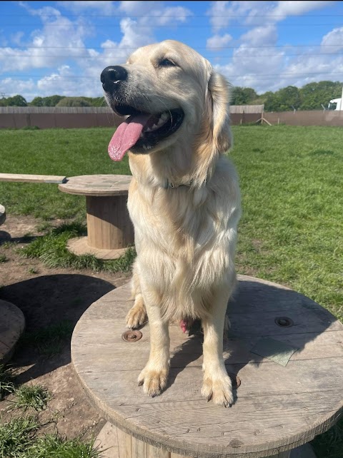 Pawsome Paddock Dog Park