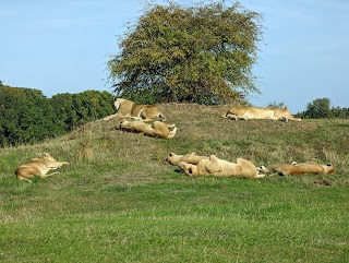 Lion enclosure