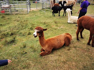 Calderbrook Alpacas