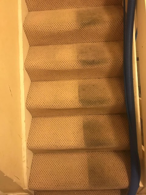 Professional carpet steam clean