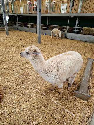 Bocketts Farm Park