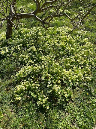 Nut Tree Outdoor Nursery