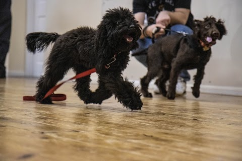 Build A Bond Dog Training and Walking