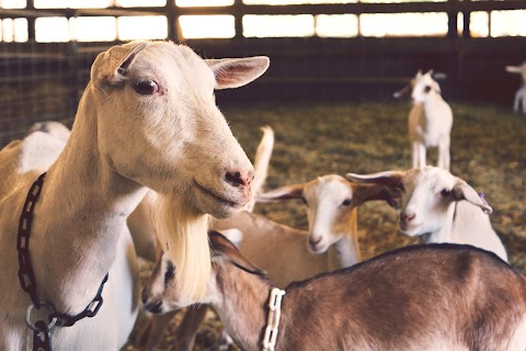 Wensum Valley Veterinary Surgeons