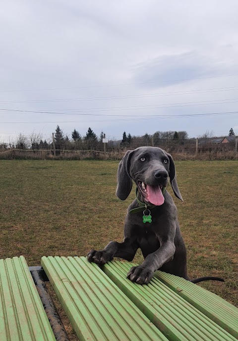 Off The Lead Dog Park