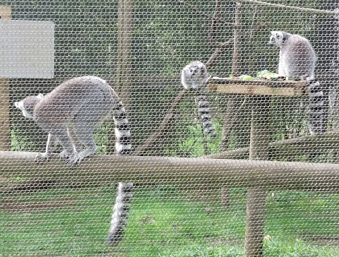 Askham Bryan Wildlife & Conservation Park