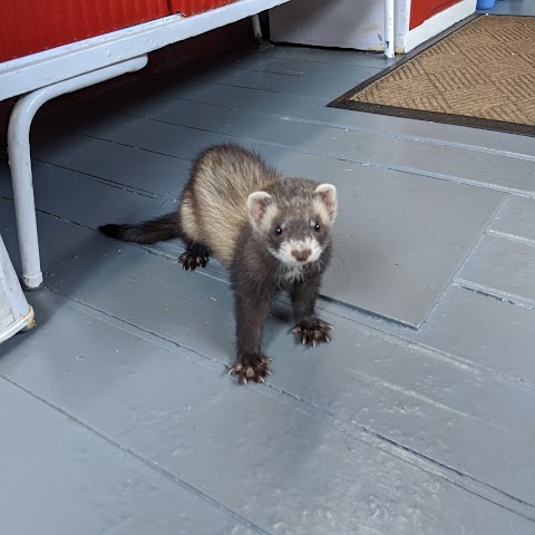 Small Pets Holiday Home