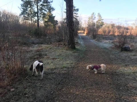 Curious Canine Capers