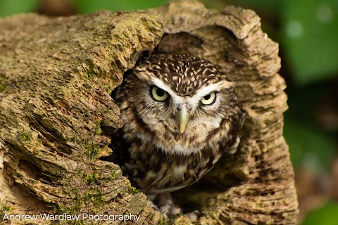 Shropshire Falconry Ltd