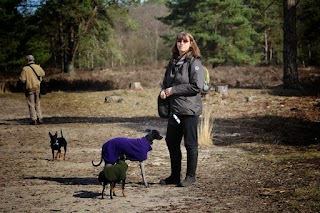 Waggy Walks 4 Dogs - Dog Home Boarding