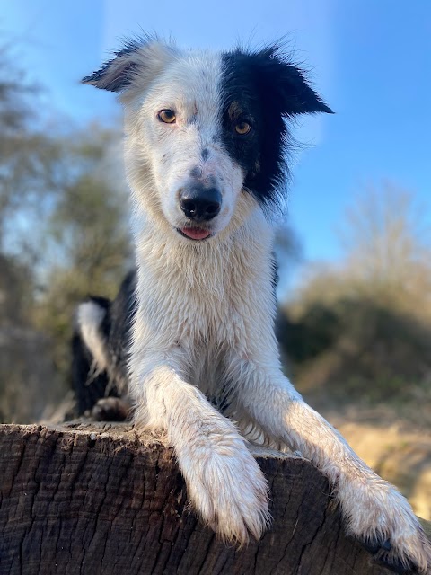 River Wood Dog Walking