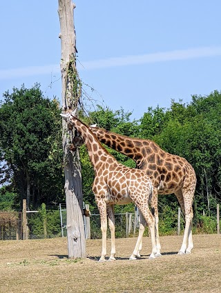 Marwell Zoo