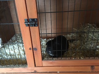 Guinea Pig Hotel