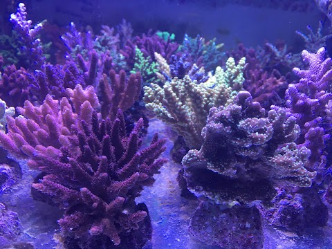 Dream Reef