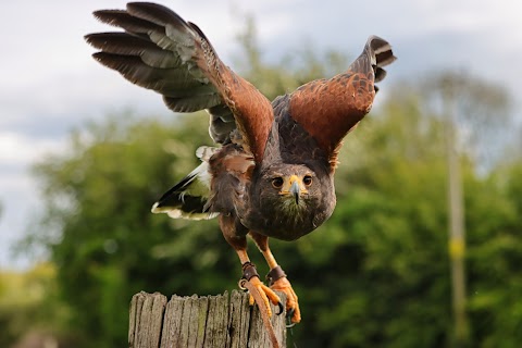 Shropshire Falconry Ltd