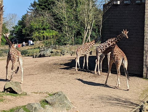 Belfast Zoo