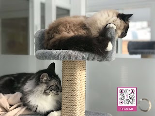 Longcroft Luxury Cat Hotel Chelmsford